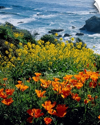 Poppies along Coast CA