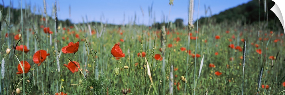 Germany, Baden Wuerttemberg, Poppy field