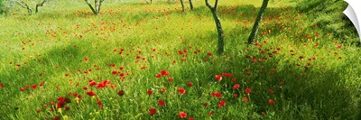 Poppies field in bloom, Umbria, Italy