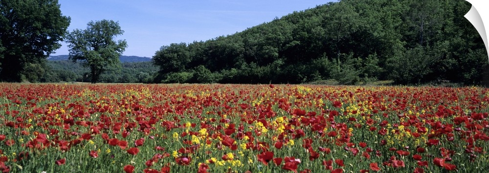 Poppies growing in a field, France