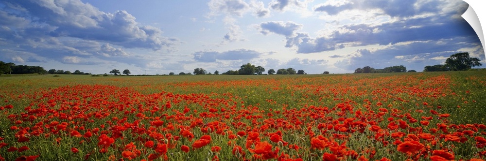 A meadow full of bright red poppies under a cloudy sky in England.