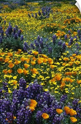 Poppy and lupine flowers blooming in field, California