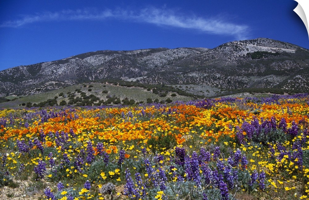 Horizontal photograph on large canvas of a vibrant poppy field, mountains in the distance under a blue sky, in California.
