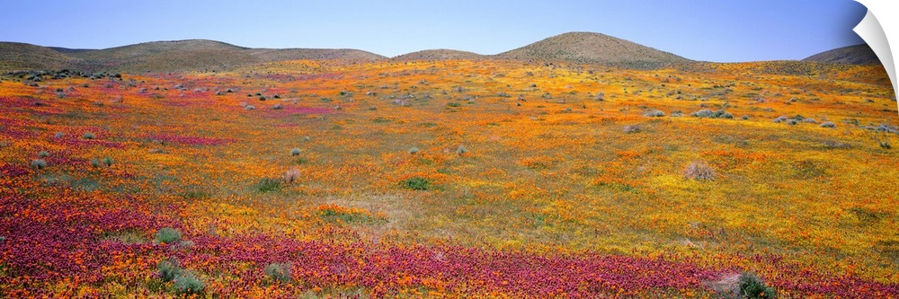 Poppy Reserve Antelope Valley Mojave Desert CA