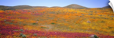 Poppy Reserve Antelope Valley Mojave Desert CA