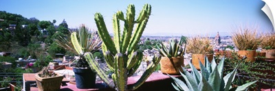 Potted plants on terrace of a building with city in the background, San Miguel De Allende, Guanajuato, Mexico