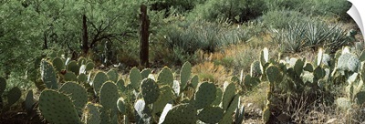 Prickly pear cacti and mesquite plants in a field