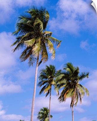 Puerto Rico, Vieques Island, Sun Bay Beach, Low angle view of palm trees on a beach