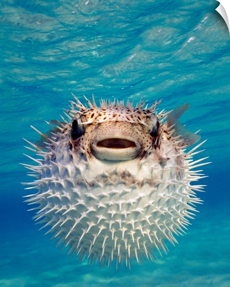 Up close photograph of blow fish underwater.