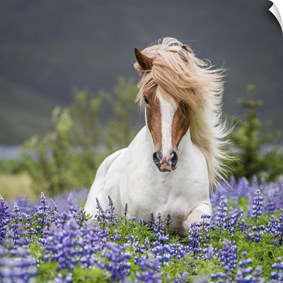 Purebred Icelandic horse in the summertime with blooming lupines, Iceland