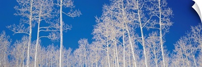 Quaking Aspen Trees in Winter UT