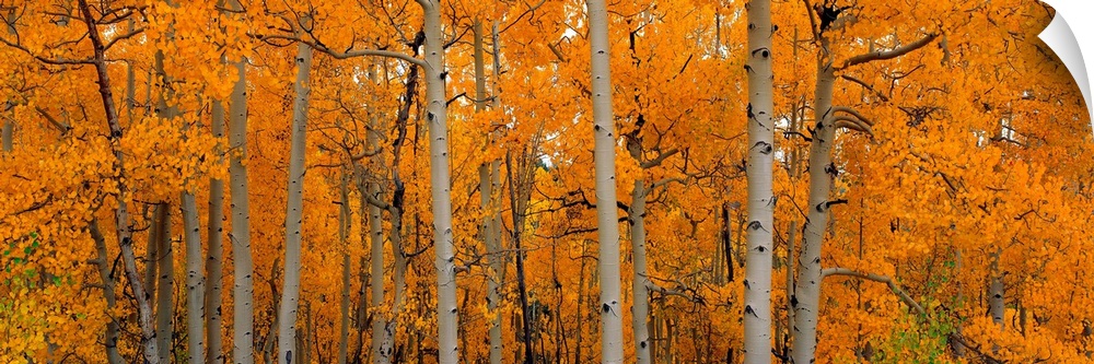 Panoramic photograph shows a forest full of thin trees with brightly colored leaves.