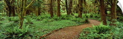Quinalt Rain Forest Olympic National Park WA