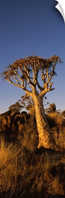 Quiver tree Aloe dichotoma at sunset Namibia