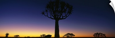 Quiver Tree Kokerboom Forest Preserve Namibia Africa