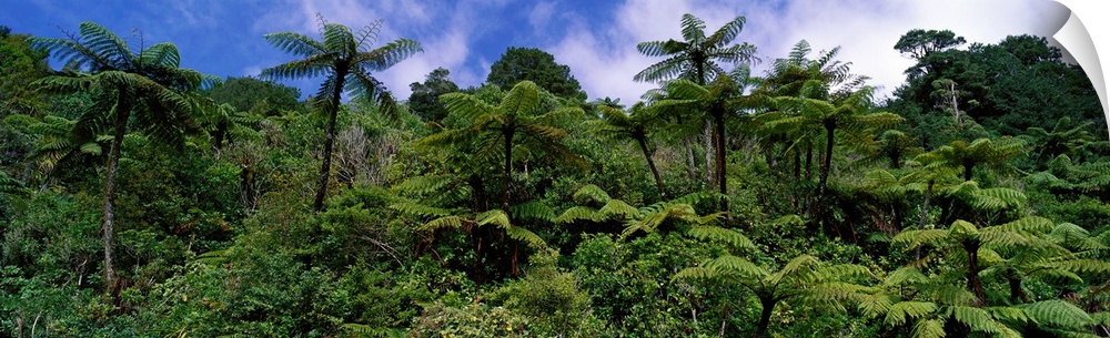 Thick foliage in the rain forest is pictured in wide angle view.