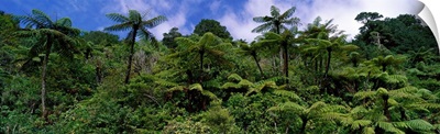 Rain forest Paparoa National Park S Island New Zealand