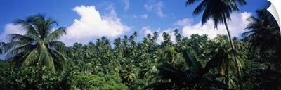 Rain Forest St Lucia West Indies