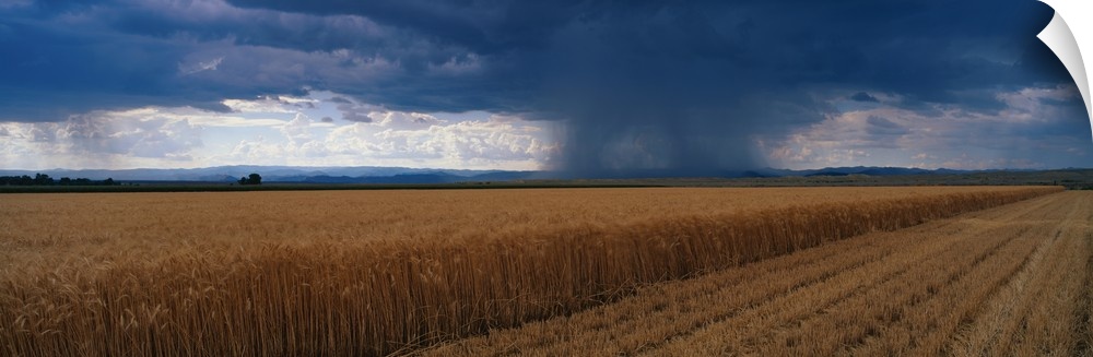 Rain on Wheat Fields CO