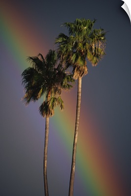 Rainbow Behind Palm Trees