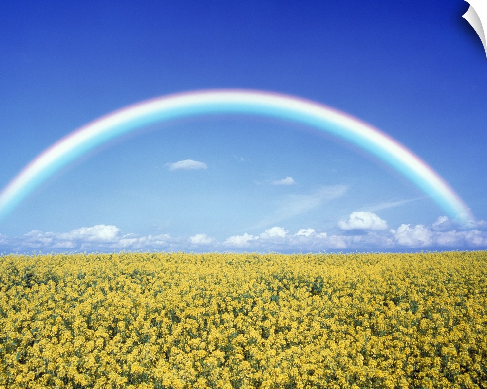 Giant landscape photograph of a bright rainbow on the horizon, against a blue sky.  A field of golden flowers beneath, in ...
