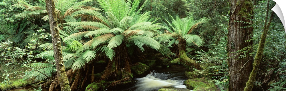 Rainforest, Mt. Field National Park, Tasmania, Australia