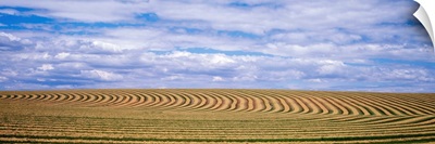Raked alfalfa fields Pasco WA