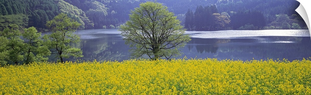 Rape Field Lake Nagano Japan