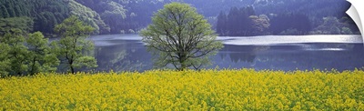 Rape Field Lake Nagano Japan