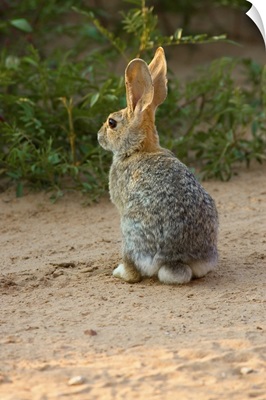 Rear View Of Desert Cottontail Rabbit
