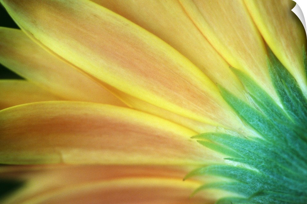 Giant, vertical, close up photograph of the petals of an orange and golden Gerber daisy from behind.