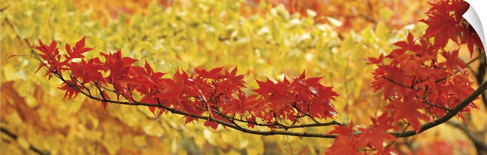 Photograph of a branch lined with dark red maple leaves stretching out over a backdrop of lighter, yellow leaves in the Fall.
