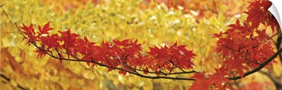 Red and yellow autumnal leaves