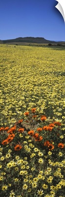 Red and yellow Daisies in a field, Niewoudtville, Namaqualand, South Africa