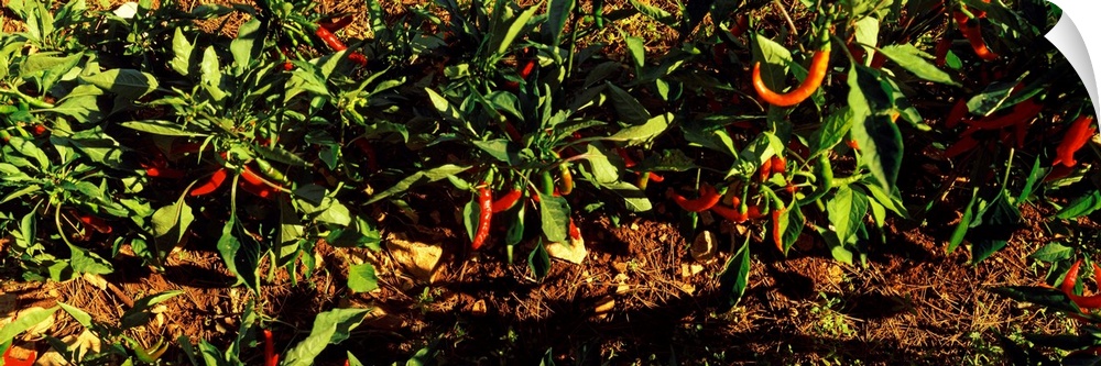 Red Chili Peppers Growing, Itria Valley, Apulia, Italy