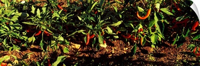 Red chili peppers growing on plants, Itria Valley, Puglia, Italy