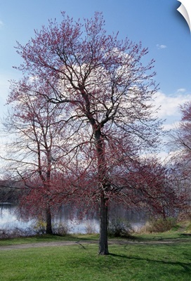 Red maple tree (Acer rubrum) budding in spring, New York