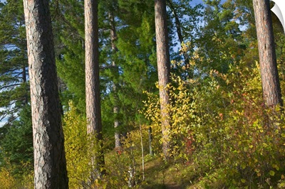 Red pine trees growing along Lake Itaska, Itaska State Park, Minnesota