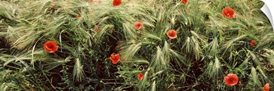 Red poppies in a barley field, Baden Wurttemberg, Germany