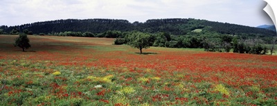 Red poppies in the field, Provence, Provence-Alpes-Cote d'Azur, France