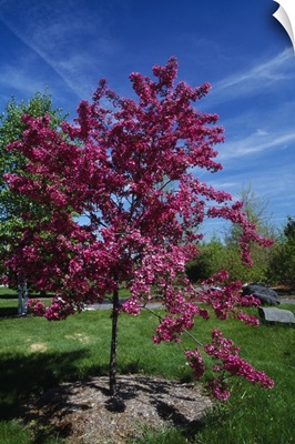 Red prairie crabapple tree (Malus ioensis) in bloom, New York