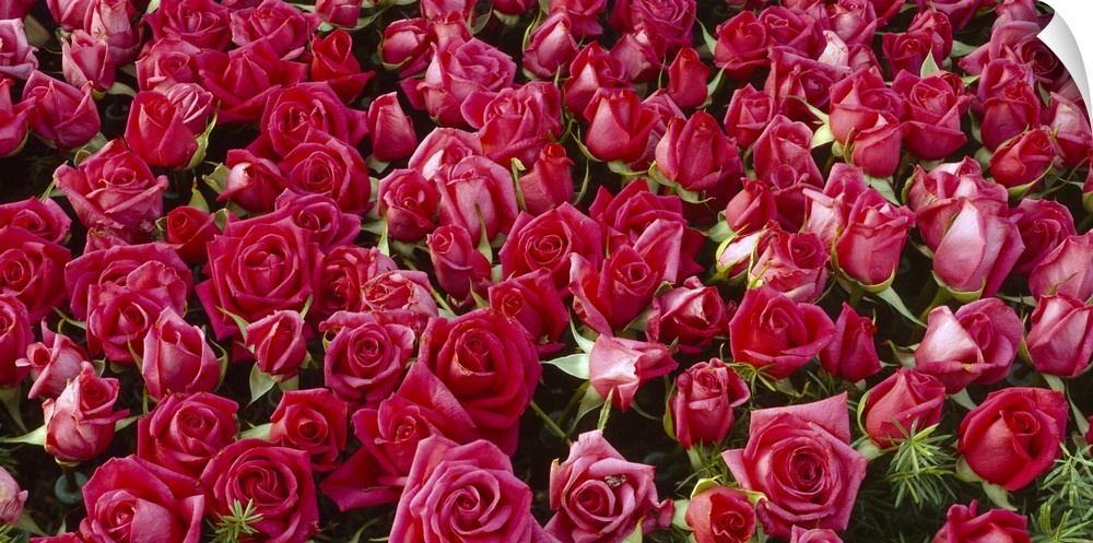 A multitude of dark pink flowers, many with open petals and others still in buds, giving a romantic feel.