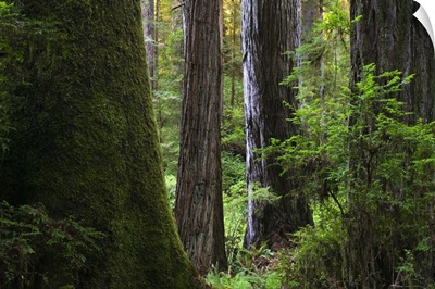 Redwood forest, Prairie Creek Redwoods State Park, California