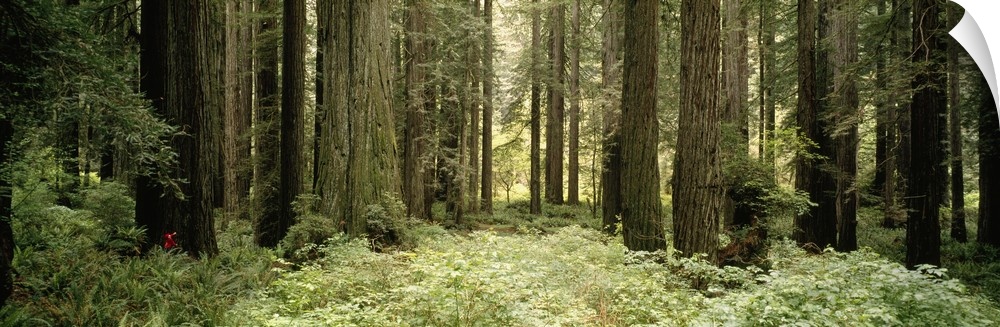 The trunks of large redwood trees are pictured in panoramic view amongst thick brush in the forest.