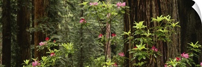 Redwood (Sequoia sempervirens) trees with pink flowers in a forest, Redwood National Park, California