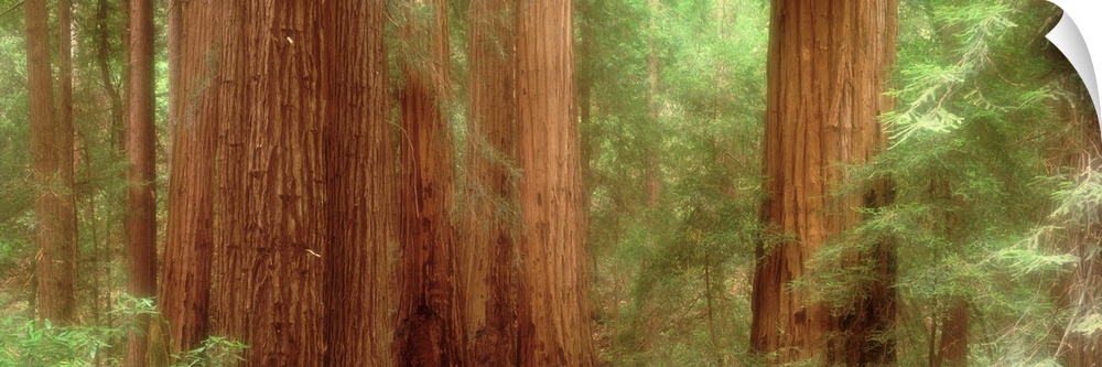 Redwood Trees, Muir Woods, California