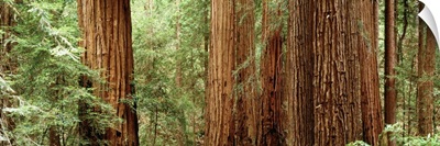 Redwoods Muir Woods CA