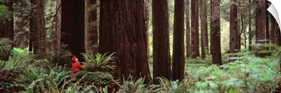 Redwoods Redwood National Park CA