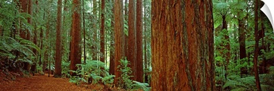 Redwoods trees, Whakarewarewa Forest, Rotorua, North Island, New Zealand