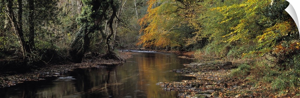 Reflection of autumn trees in a river River Teign Dunsford Dartmoor Devon England